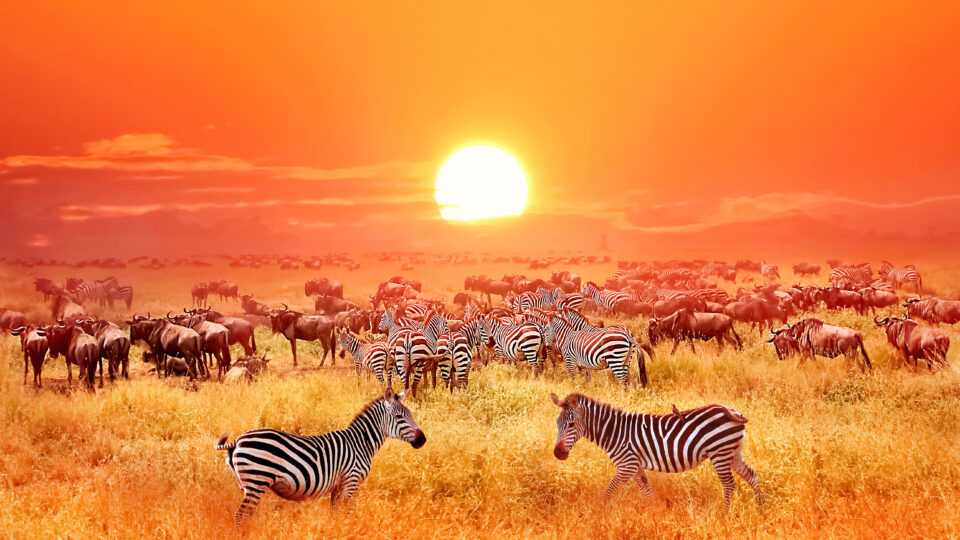 Zebras,and,antelopes,at,sunset,in,african,savannah.,serengeti,national